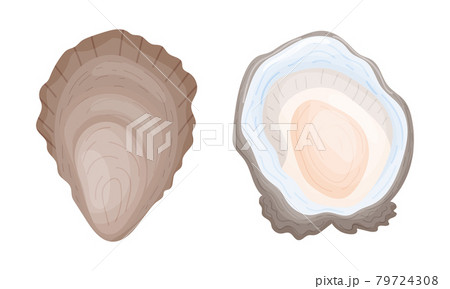 Oyster as Salt-water Bivalve Molluscs and Marine Delicacy Vector Set Oyster as Salt-water Bivalve Molluscs and Marine Delicacy Vector Set 79724308