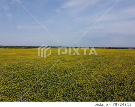 A picturesque field of sunflowers under a blue sky, aerial view. A farm field on a hot summer day, landscape. 79724315