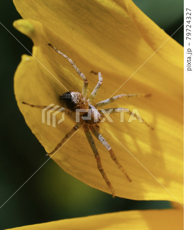 A tiny spider on a yellow flower petal. Macrophoto. A tiny spider on a yellow flower petal. Macrophoto. 79724327