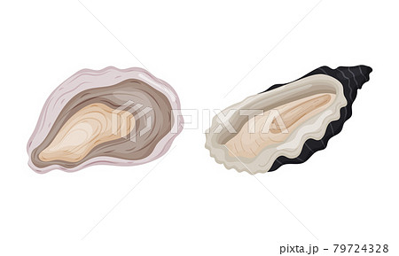 Oyster as Salt-water Bivalve Molluscs and Marine Delicacy Vector Set Oyster as Salt-water Bivalve Molluscs and Marine Delicacy Vector Set 79724328