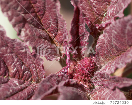 Amaranth plant, close-up. A plant with crimson leaves. Amaranth plant, close-up. A plant with crimson leaves. 79724330