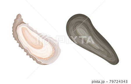 Oyster as Salt-water Bivalve Molluscs and Marine Delicacy Vector Set 79724343