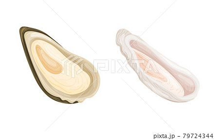 Oyster as Salt-water Bivalve Molluscs and Marine Delicacy Vector Set Oyster as Salt-water Bivalve Molluscs and Marine Delicacy Vector Set 79724344