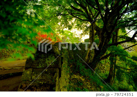 新緑の香りに包まれた難攻不落の堅城「岡城」 79724351