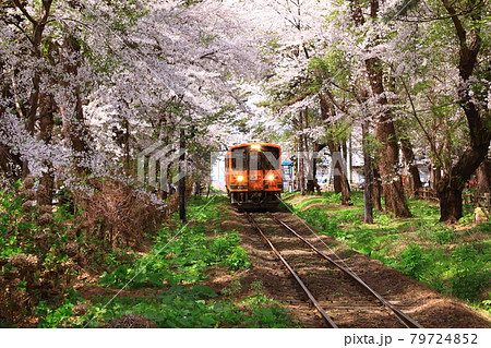 芦野公園駅 桜のトンネルと走れメロス号 芦野公園駅 桜のトンネルと走れメロス号 79724852