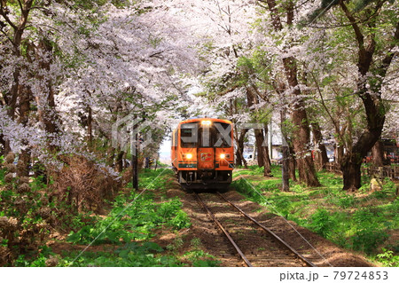 芦野公園駅 桜のトンネルと走れメロス号 芦野公園駅 桜のトンネルと走れメロス号 79724853