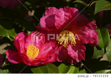 サザンカ 79725359