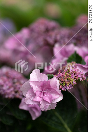 雨上がりの露に濡れる薄桃色の紫陽花の写真素材