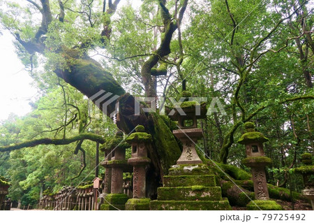 緑深い神社境内の石灯籠と神木 緑深い神社境内の石灯籠と神木 79725492