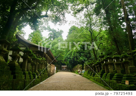 深い緑に囲まれた神社境内 深い緑に囲まれた神社境内 79725493