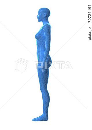 女性の体, ボディ, 3D 女性の体, ボディ, 3D 79725495