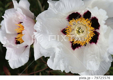 Tree peony. Blooms white delicate flower. Green, dark background. Close up. Tree peony. Blooms white delicate flower. Green, dark background. Close up. 79725576
