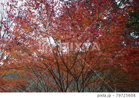 綺麗な紅葉 綺麗な紅葉 79725608