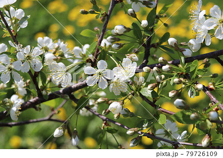 Flowers of the cherry blossoms on a spring day . Flowers of the cherry blossoms on a spring day . 79726109