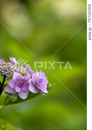 雨上がりの紫陽花 貴船の写真素材