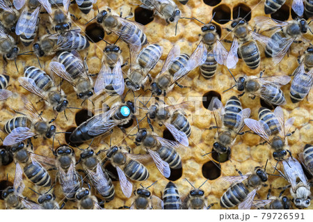 Queen bee is always surrounded by the workers bees - their servant. Queen bee lays eggs in the cell. 79726591