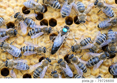 Queen bee is always surrounded by the workers bees - their servant. Queen bee lays eggs in the cell. Queen bee is always surrounded by the workers bees - their servant. Queen bee lays eggs in the cell. 79726600