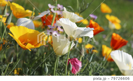Summer backgroung. Flowers of eschscholzia californica or golden californian poppy, cup of gold, flowering plant in family papaveraceae . 79726606