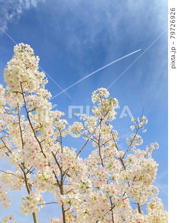 桜と青空と飛行機雲 桜と青空と飛行機雲 79726926