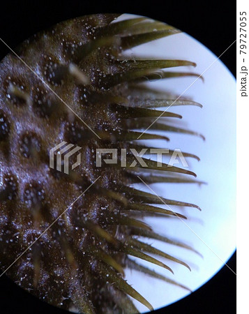 顕微鏡で見たひっつき植物 79727055