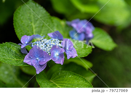 雨上がりのアジサイ、ロットケルヘン 79727069