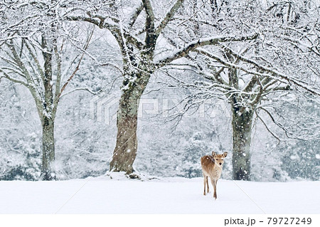 雪の奈良公園 79727249