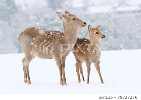 雪の奈良公園 79727250
