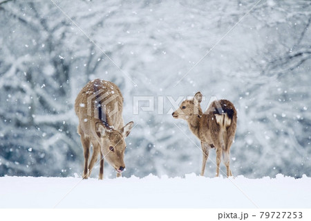 雪の奈良公園 79727253
