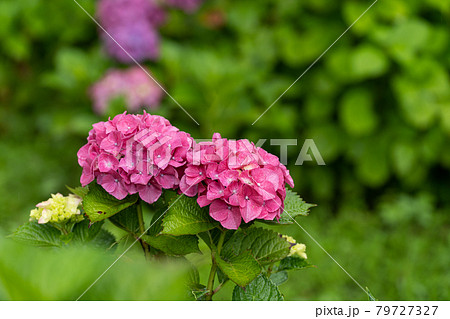 雨上がりの紫陽花 マシアの写真素材