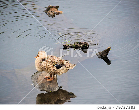 阿蘇中央公園の池に佇むマガモ　熊本県阿蘇市小里 79727383