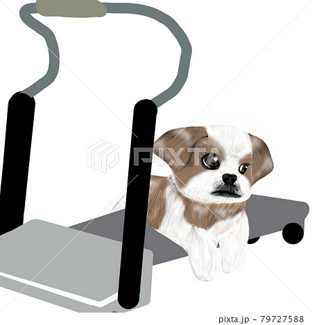 ルームランナーと犬 79727588