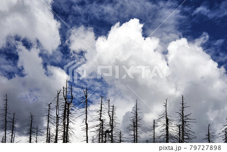 Tips of dead trees without leaves and needles rise into the sky with dramatic clouds Tips of dead trees without leaves and needles rise into the sky with dramatic clouds 79727898