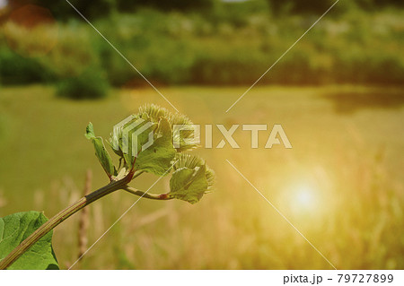 Leaves and blossom of a hazelnut bush against a blurred background with strong sunbeam Leaves and blossom of a hazelnut bush against a blurred background with strong sunbeam 79727899