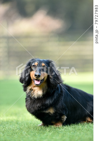 ドッグランで遊ぶミニチュアダックスフンド 79727983