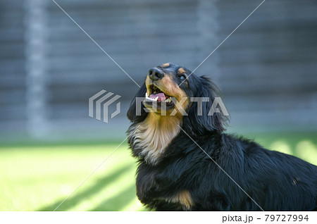 ドッグランで遊ぶミニチュアダックスフンド 79727994