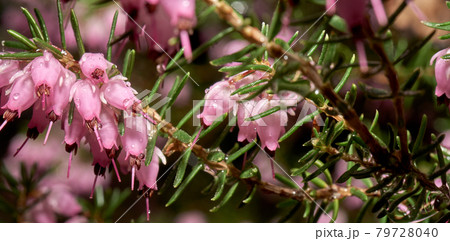 Close-up of the tiny flowers of heather, scientific name Calluna vulgaris 79728040