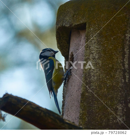 Blue tit, scientific name Cyanistes caeruleus, tidy the nest box and throw garbage outside 79728062