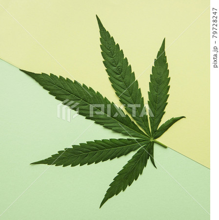 Green cannabis leaves on yellow and green background. 79728247