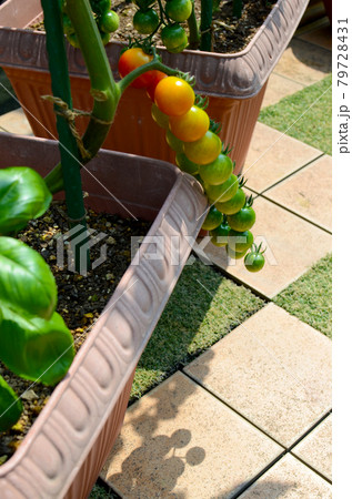 家庭菜園プランター栽培 きれいに並んだミニトマト バジルとのコンパニオンプランツ栽培の写真素材