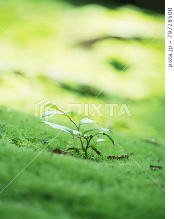 苔　コケ植物 79728500