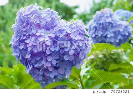 ハートマークのかわいい紫陽花 ハートマークのかわいい紫陽花 79728521