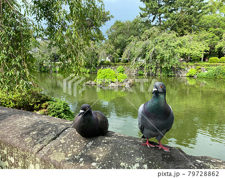 池の畔で休む二羽の鳩 79728862