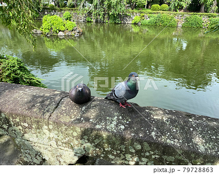 池の畔で休む二羽の鳩 79728863