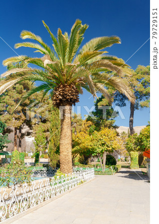 The palm trees in botanical garden, Shiraz, Central Iran. The garden was modified, restored or stylistically changed for over 150 years. The palm trees in botanical garden, Shiraz, Central Iran. The garden was modified, restored or stylistically changed for over 150 years. 79729151