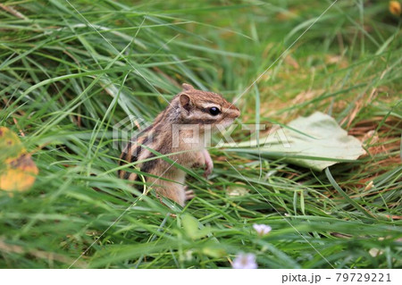 シマリス 79729221