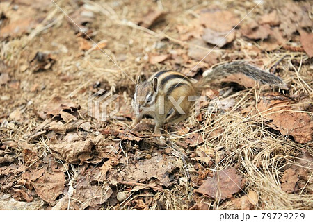 シマリス 79729229
