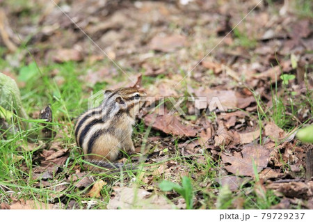 シマリス 79729237