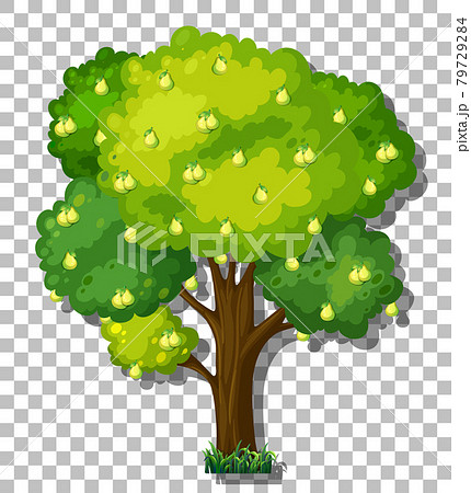Pear tree on transparent background 79729284