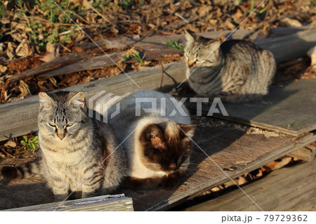 瀬戸内の島の猫 瀬戸内の島の猫 79729362