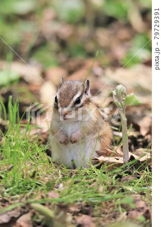 シマリス シマリス 79729391